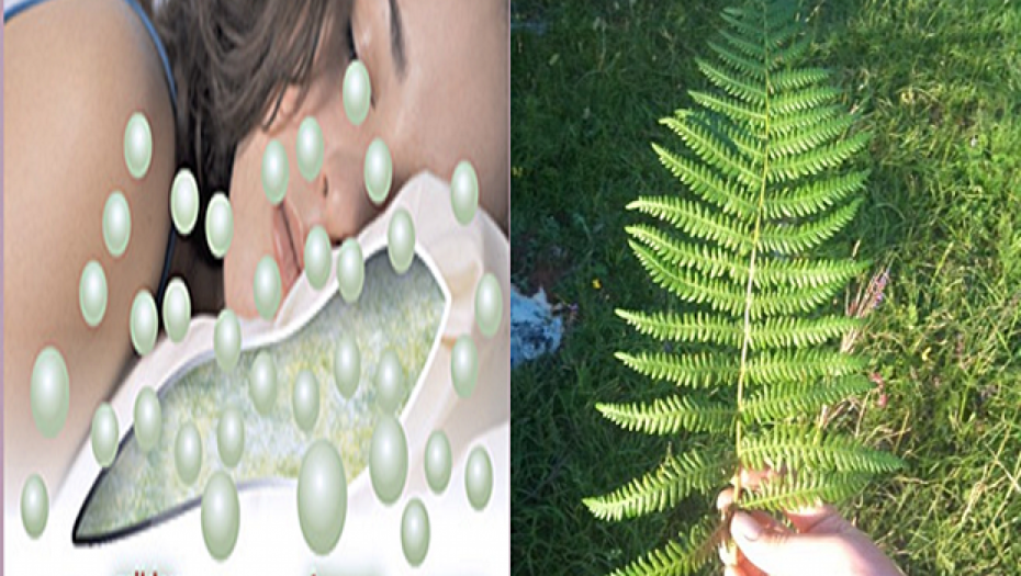 JASTUK OD OVE BILJKE PODMLAĐUJE KIČMU Tokom noći bol u glavi i leđima potpuno nestaje