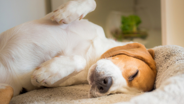 Obratite pažnju na položaj u kom vaš pas spava: Otkriva mnogo o njegovom raspoloženju i karakteru