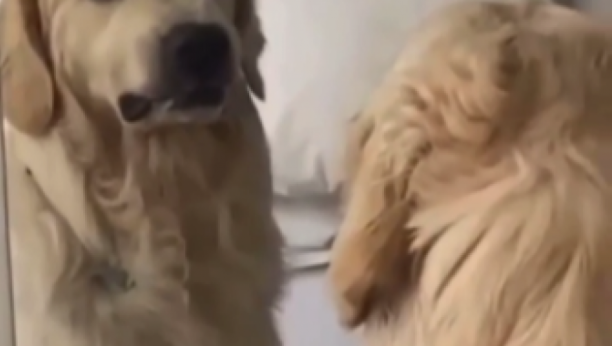 OVO JE NEŠTO NAJSMEŠNIJE ŠTO ĆETE DANAS VIDETI Pogledajte psa koji se svađa sa odrazom u ogledalu (VIDEO)