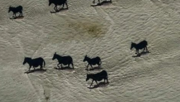 DA LI VIDITE CRNE KONJE? Samo mali broj ljudi iz prve provali šta je na fotografiji!