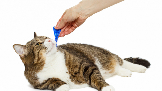 SAVETI VETERINARA Evo kako ukloniti krpelje sa mačke (VIDEO)