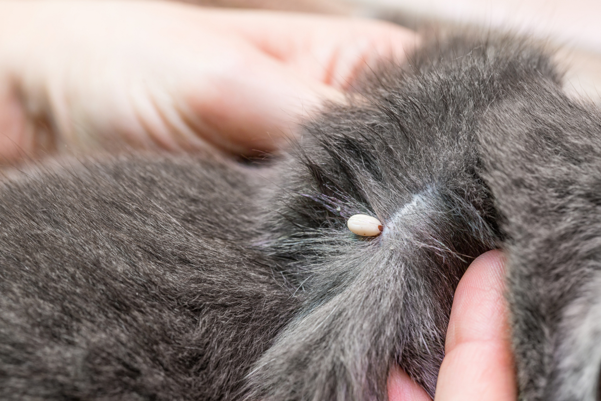 SAVETI VETERINARA Evo kako ukloniti krpelje sa mačke (VIDEO)
