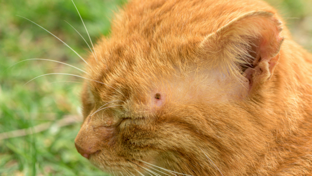 SAVETI VETERINARA Evo kako ukloniti krpelje sa mačke (VIDEO)