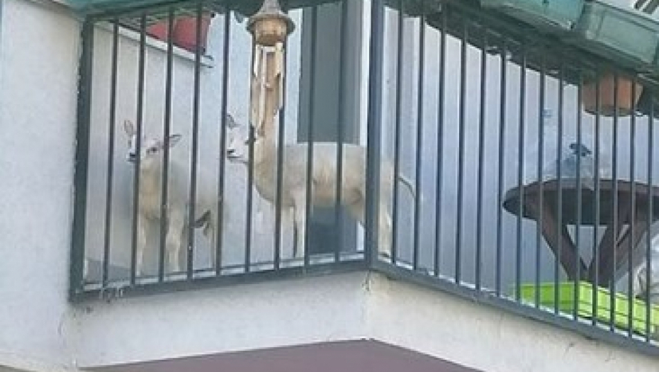 BALKON KAO TOR ZA OVCE Kad vam "zableji" iznad glave, mora da ste u centru Novog Sada, hit fotografija "zapalila" internet