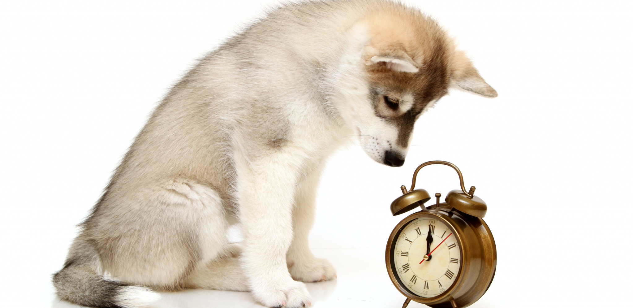Собачьи часы. Палевый мопс. Щенок на час. Время собак. Животные с часами.