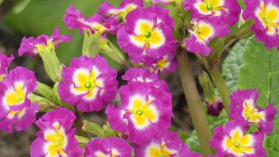 BILJKA PRELEPOG CVETA Leči bolesti srca,čisti pluća i bubrege