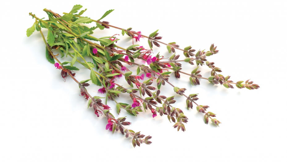 DA ŽELUDAC RADI KAO SAT Travarka Milica iz Mokre Gore otkriva: Ne postoji bolji lek za gastritis, nadutosti, loše varenje, od ove moćne biljke