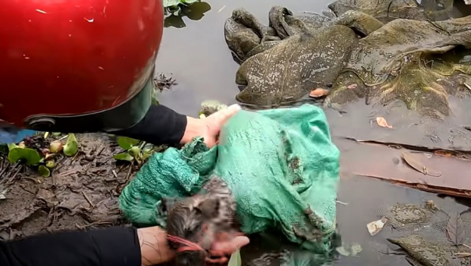 PAS JE BIO OBLIVEN KRVLJU, NIJE JEO 5 DANA Monstruozno zlostavljanje životinje u Kikindi zgrozilo čitavu Srbiju!