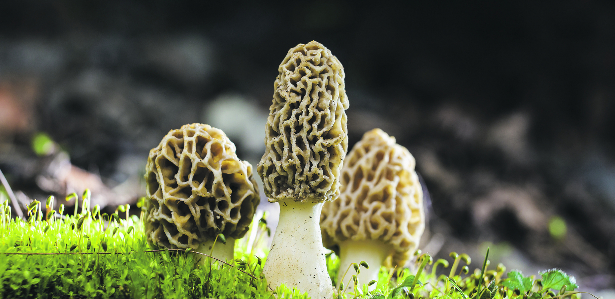 UNOSAN BIZNIS U SRBIJI Za kilogram ove pečurke možete zaraditi i do 100 evra