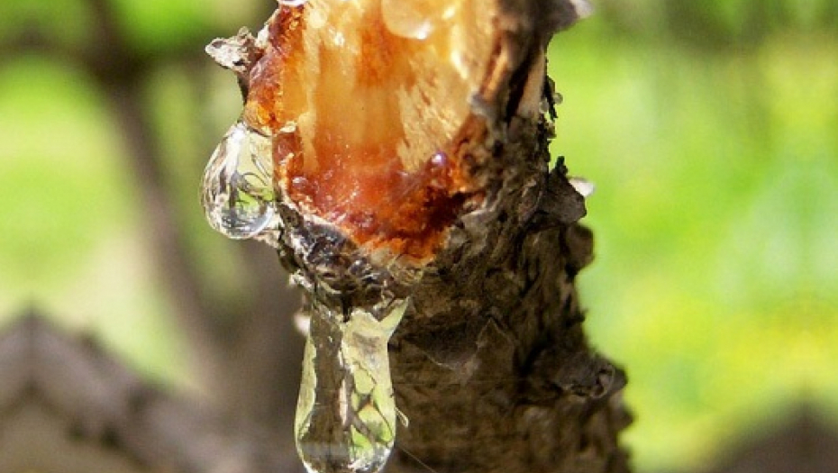 NAJZDRAVIJI MELEM NA SVETU Recept nemačkog travara koji tvrdi da je  izlečio hiljade ljudi i od najtežih bolesti