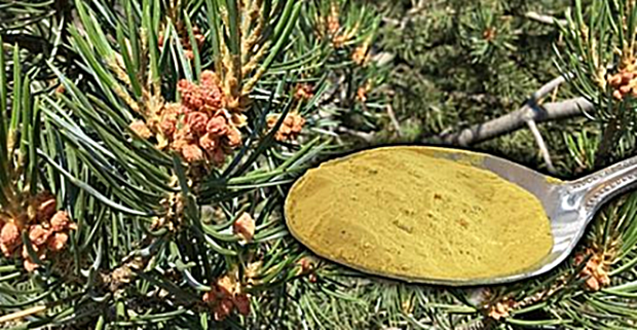 MAGIČNI PRAŠAK ZA DUGOVEČNOST Leči teške upale, štitnu žlezdu, holesterol, ubrzava mršavljenje