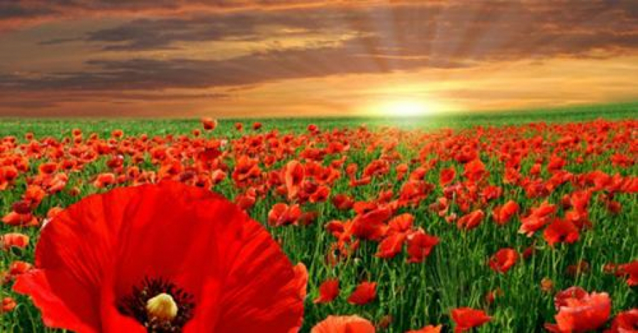 VELIKI POSLOVNI HOROSKOP ZA JUL I AVGUST Novac je Rakovima zagarantovan, Lavovima veliki napredak, a dva znaka čekaju nepredviđeni izdaci