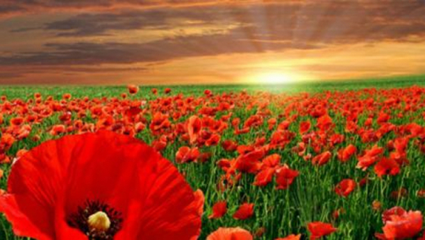 VELIKI NEDELJNI HOROSKOP Lavovi i Blizanci u najvećim problemima, ljubomora i nepoverenje prate Ribe