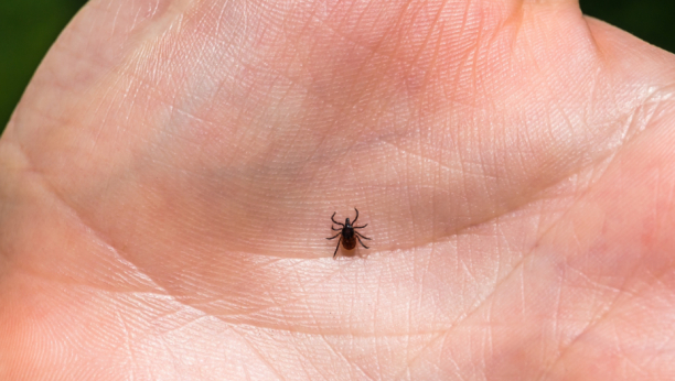 OPASNA BOLEST KOJU NAJČEŠĆE PRENOSE KRPELJI Lekari otkrivaju simptom koji može ukazivati na to da smo zaraženi!