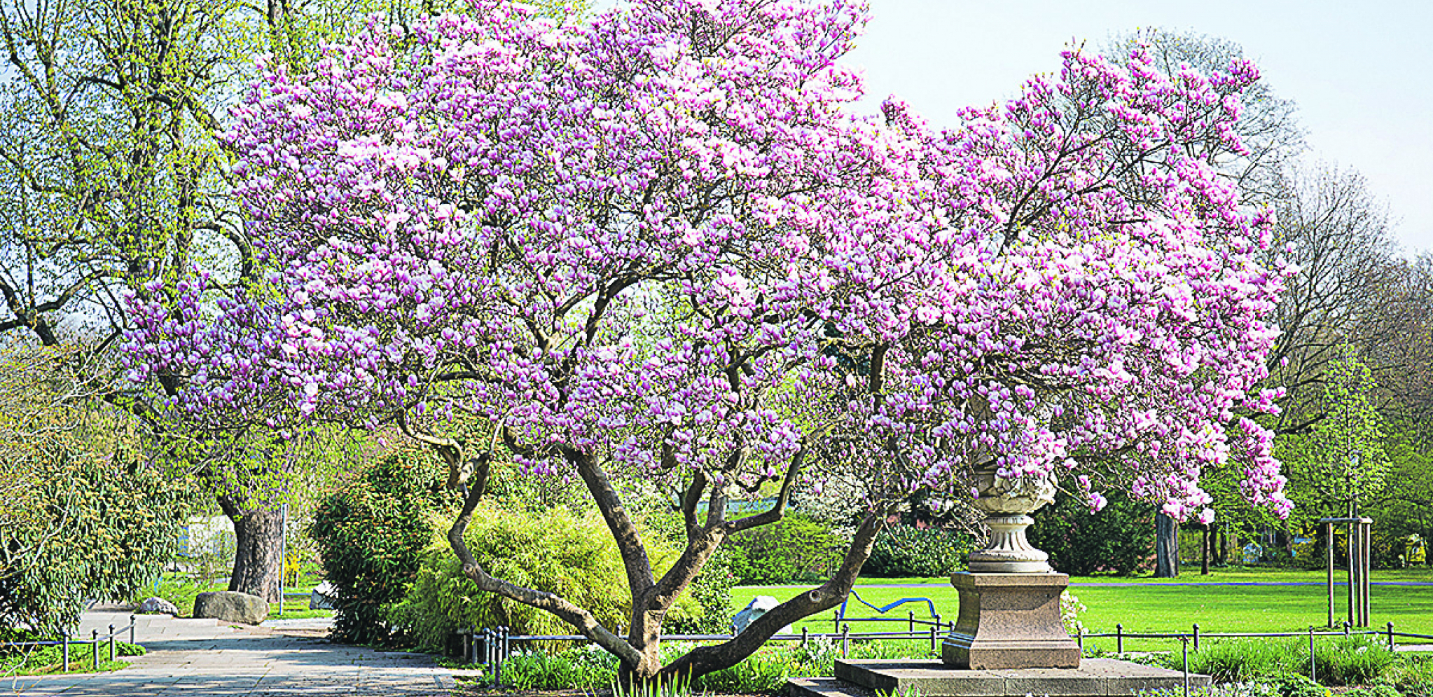 DA VAM DVORIŠTE IZGLEDA VELIČANSTVENO Posadite veličanstvene magnolije