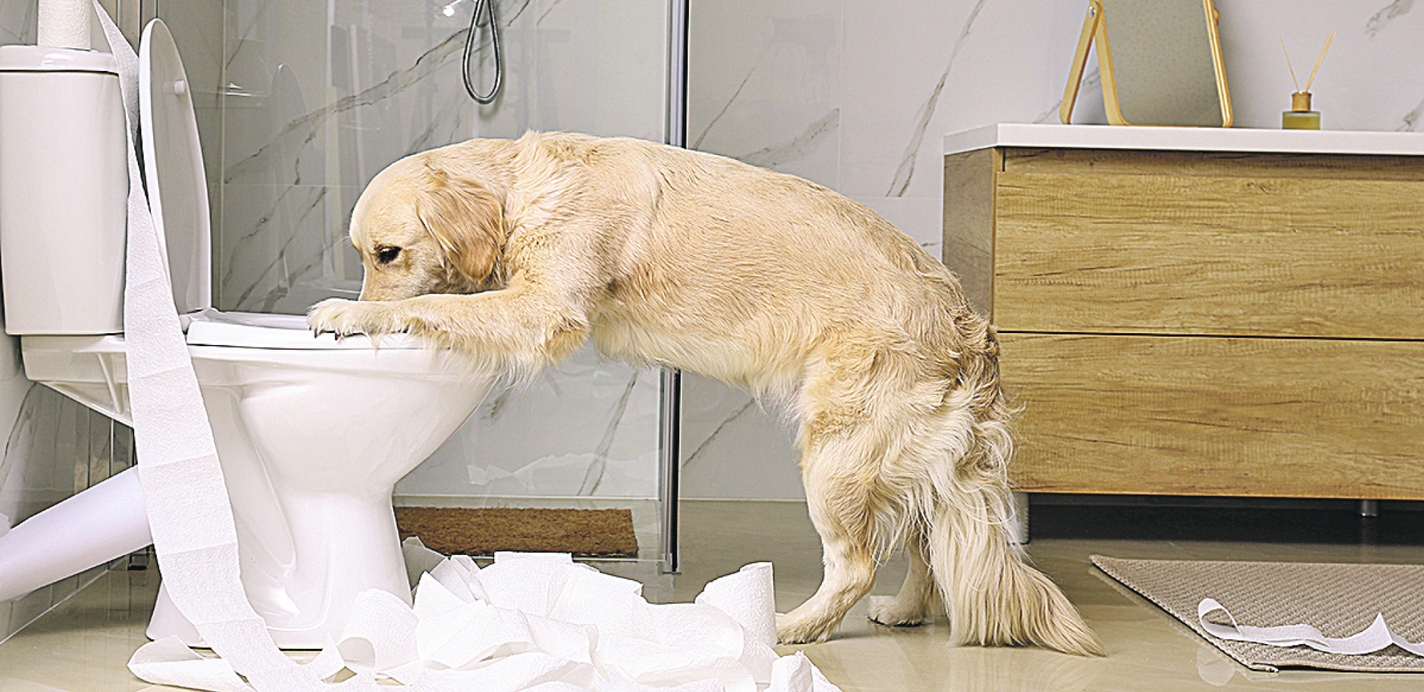 I KUCE BOLI STOMAK Sprečite da vaš ljubimac pati od bolova u stomaku