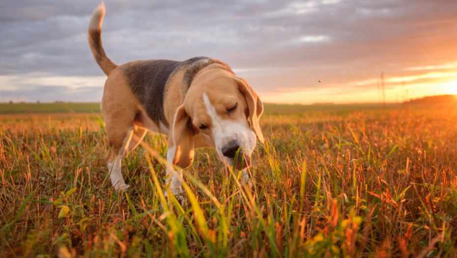 Može da bude štetno: Evo zašto ne treba da dozvolite psu da jede travu