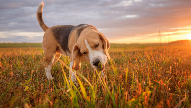 Sigurno ste primetili  da i vaš ljubimac ovo radi: Evo zašto psi jedu travu?