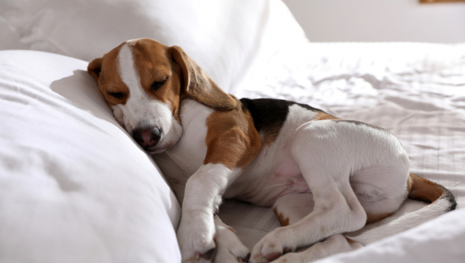 Ovo svaki vlasnik treba da zna: Koliko sati dnevno pas treba da spava i kada je vreme za brigu