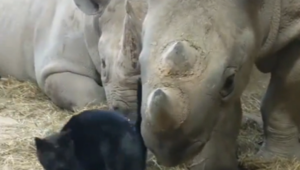 MASAKR U ZOO VRTU Ženka nosoroga napala čuvare, posetioci gledali kako je ubija