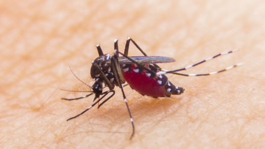 NAJEZDA "KLINTONKI" Ujed ove napasti može dovesti do gušenja, evo šta treba da preduzmete!