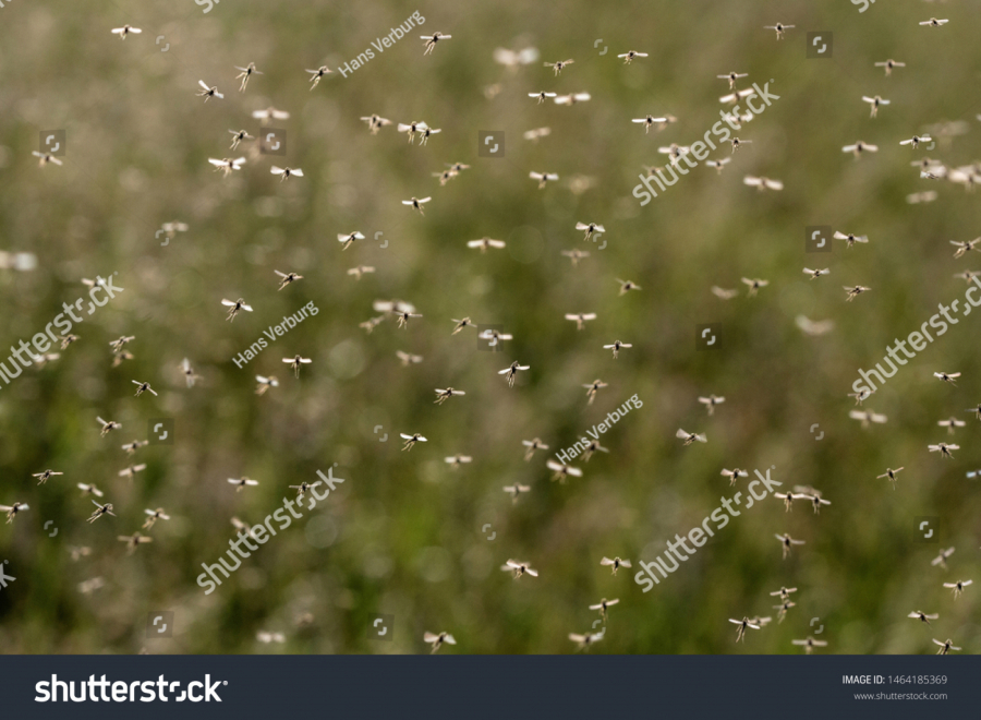 Konačno našli zajedničkog neprijatelja: Srbija i Hrvatska prave klopke koje ubijaju 30.000 krvopija za 12 časova