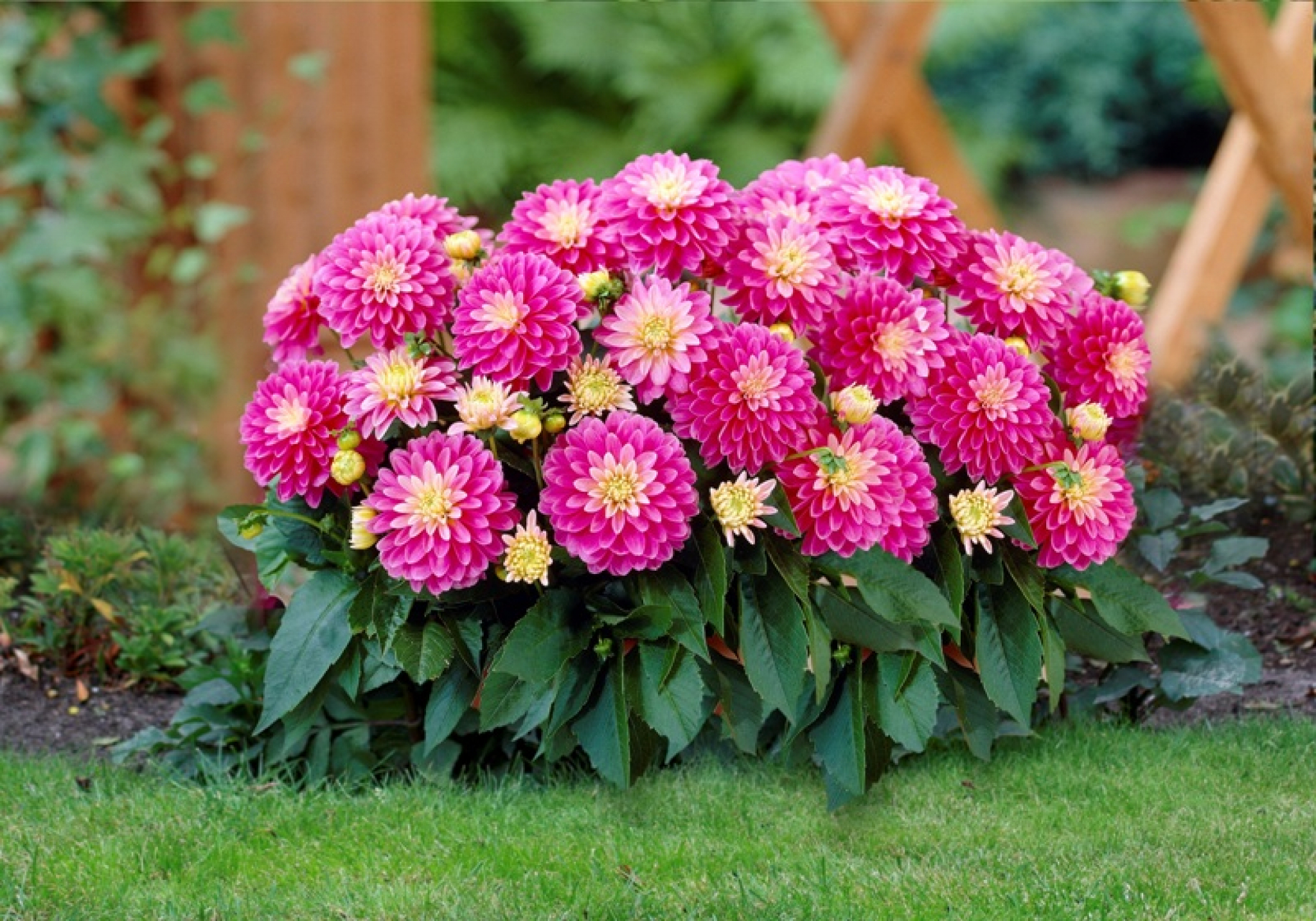 SAD JE PRAVO VREME DA ZASADITE DALIJE Imaćete raskošne šarene bokore sve do mrazeva