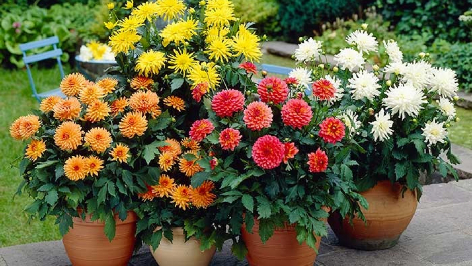 SAD JE PRAVO VREME DA ZASADITE DALIJE Imaćete raskošne šarene bokore sve do mrazeva