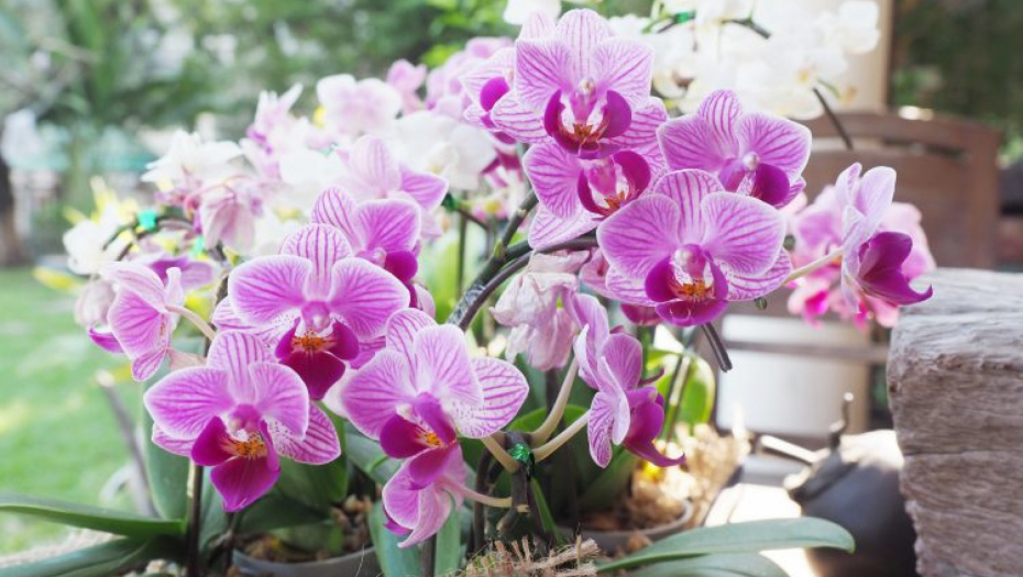 SAVET ZLATA VREDAN Umesto vode zalivajte ih ovim i vaše orhideje će stalno cvetati