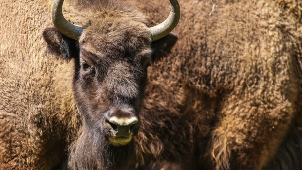 DEO EKSPERIMENTA Posle 1.000 godina bizoni ponovo slobodni u Velikoj Britaniji