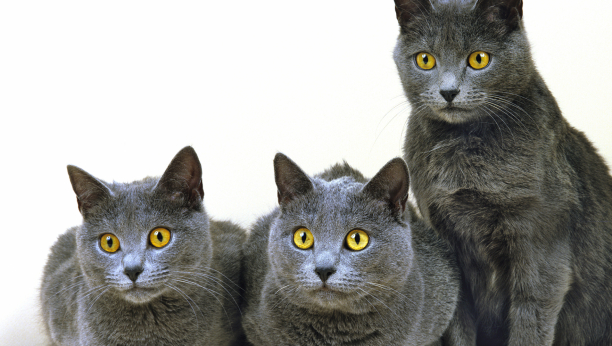 KARTUZIJANSKE MAČKE Inteligentne su i nezavisne