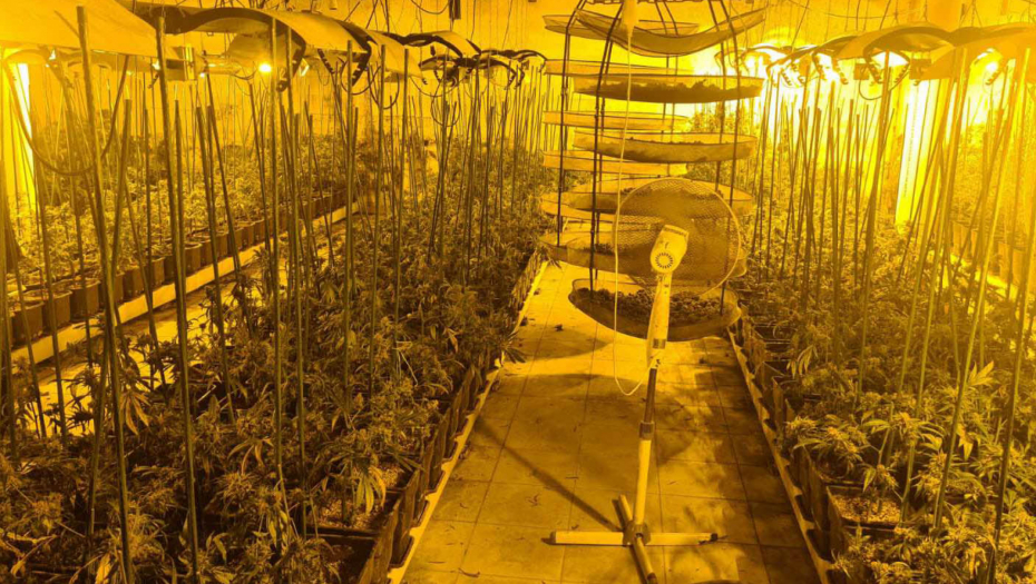 U PODRUMU PRONAĐENE SADNICE KANABISA Otkrivena laboratorija marihuane u Valjevu