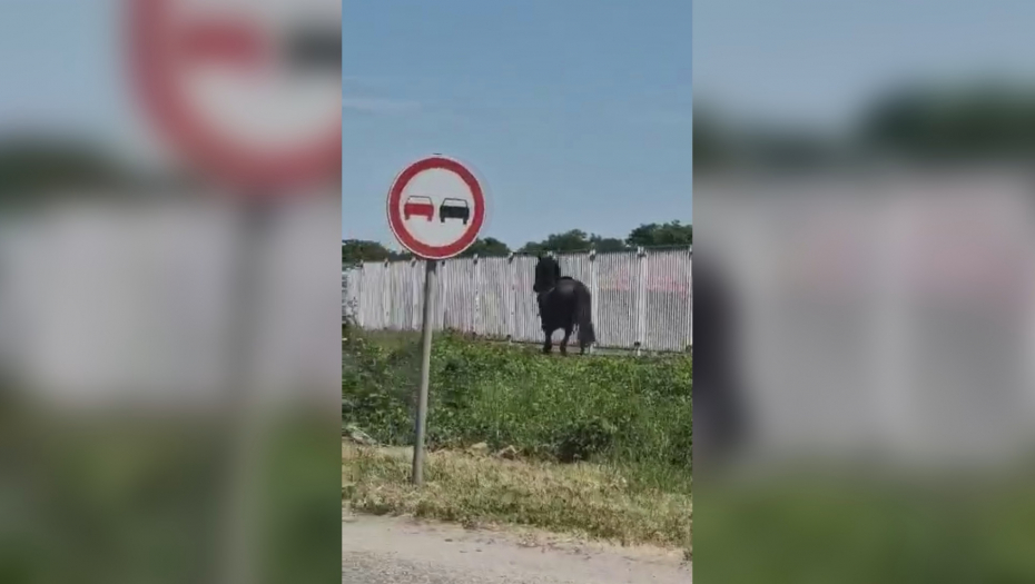 NESVAKIDAŠNJA SCENA NA OBILAZNICI KOD ČAČKA Krupan crni konj galopirao po sredini magistrale (FOTO/VIDEO)