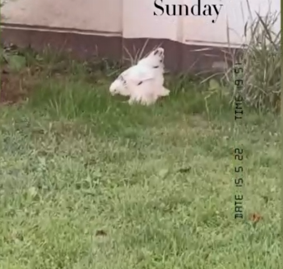 KOKOŠKE TRČE PO DVORIŠTVU Seka Aleksić ostvarila svoj san, pa pokazala kako uzgaja živinu (FOTO)