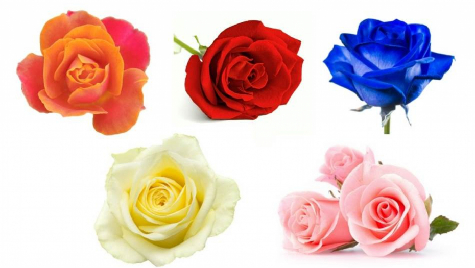 IZABERITE RUŽU SA SLIKE Test koji otkriva kada će vam se ostvariti želja