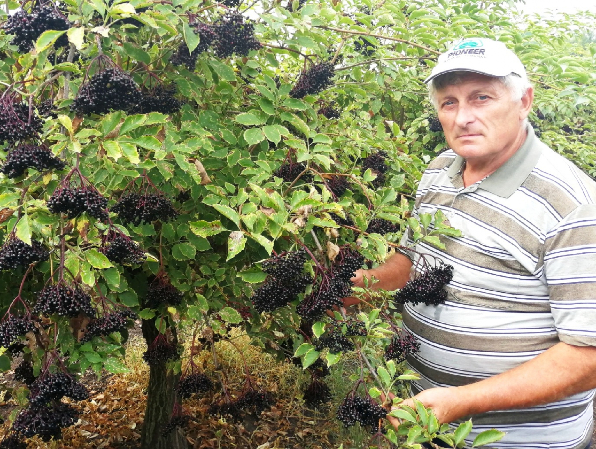 HIPOKRAT JU JE ZVAO KOVČEGOM ZDRAVLJA Moćna biljka diže iz mrtvih, obnavlja oštećene ćelije, usporava starenje