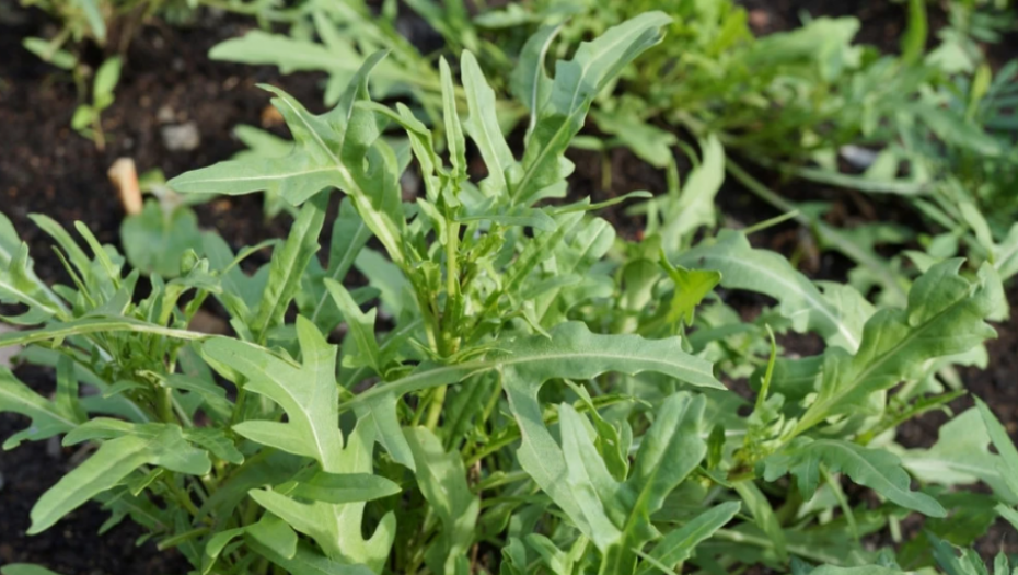 POSADITE DANAS, JEDITE VEĆ ZA USKRS Ovu namirnicu naši stari su uzgajali u saksijama, a prava je APOTEKA zdravlja