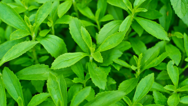 ŽELITE DA OSTAVITE PUŠENJE? Sa ovom biljkom nezdrave navike ćete se otarasiti za jedan dan!