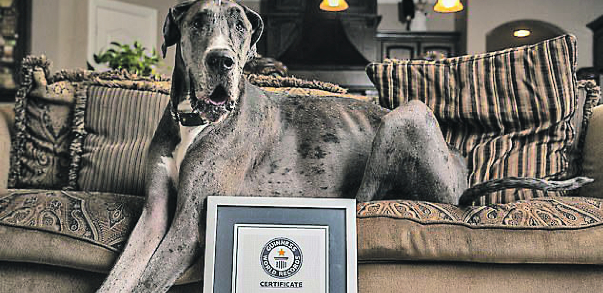 OVO JE NOVI REKORD DOGE ZEVSA Najviši je živi pas na svetu