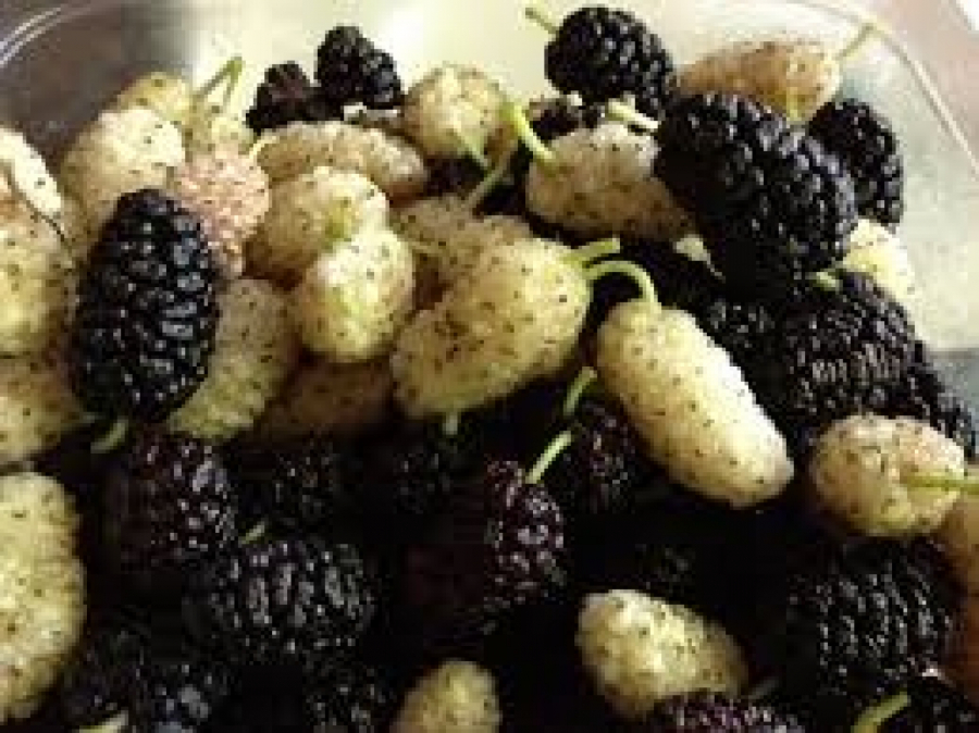 PRIRODNO SREDSTVO ZA MRŠAVLJENJE Ova biljka pomaže i kod snižava holesterol i šećer u krvi