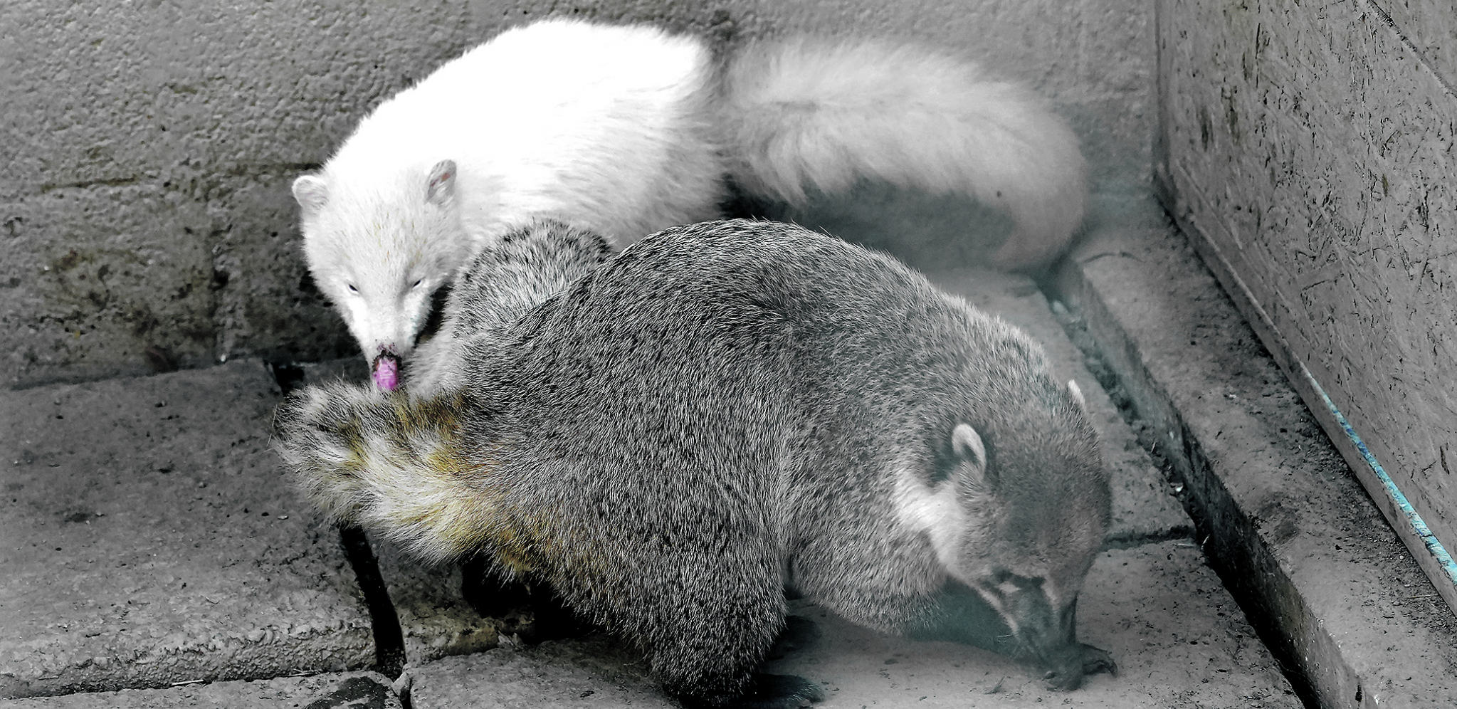 AKO NISTE ZNALI Koati iz roda rakuna nalaze se i u Zoološkom vrtu "Al Maljo", nedaleko od Lugana, u Švajcarskoj