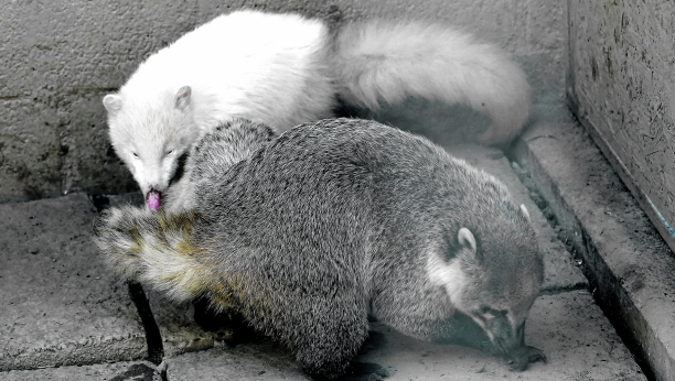 AKO NISTE ZNALI Koati iz roda rakuna nalaze se i u Zoološkom vrtu "Al Maljo", nedaleko od Lugana, u Švajcarskoj
