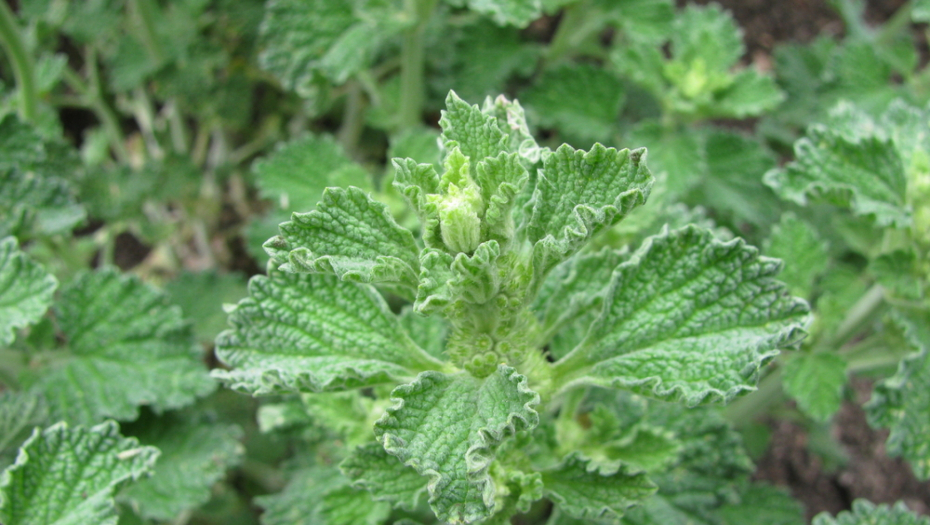 NEVEROVATNA BILJKA Pomaže jetri, izbacivanju toksina i sprečava probleme sa srcem