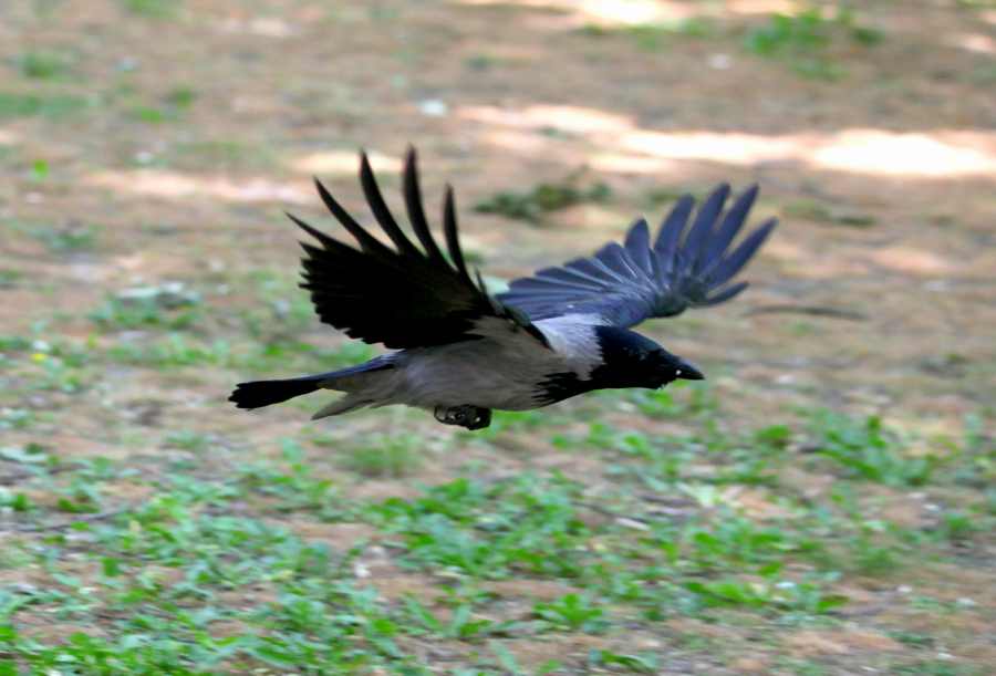 KAO U HIČKOKOVOM FILMU Stručnjaci kažu da vrane napadaju ljude u blizini gnezda