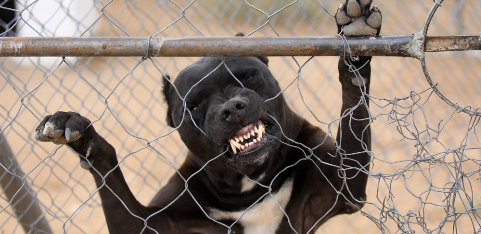OVI PSI SU NAJOPASNIJI NA SVETU U mnogim zemljama su zabranjeni, a Srbi ih drže u stanu