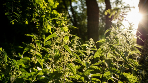 SEME KOPRIVE ZA ANEMIČNE I SLABE: Najbolji prirodni lek za jačanje krvi i podizanja nivoa gvožđa, ovako ćete sami da ga pripremite