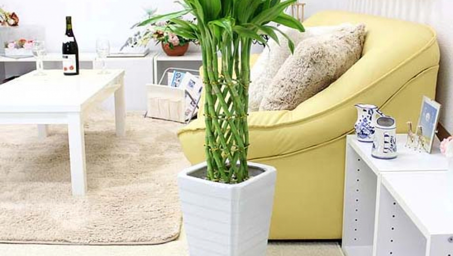 VERUJE SE DA OVE BILJKE PRIVLAČE SREĆU I NOVAC Poslušajte savet i stavite ih na ovo mesto