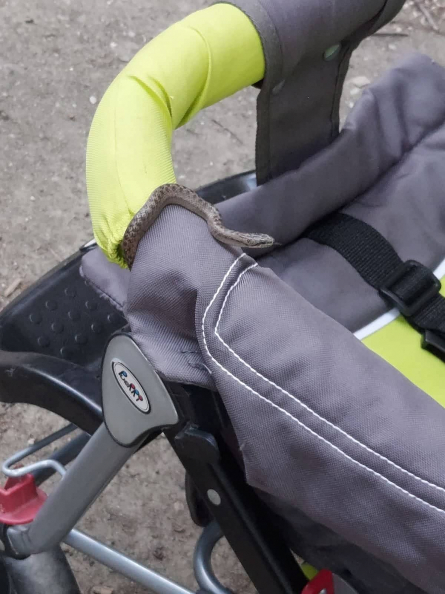 JEZIV PRIZOR U ČAČKU! Dušan u kolicima svog deteta pronašao zmiju dugu preko jednog metra (FOTO)