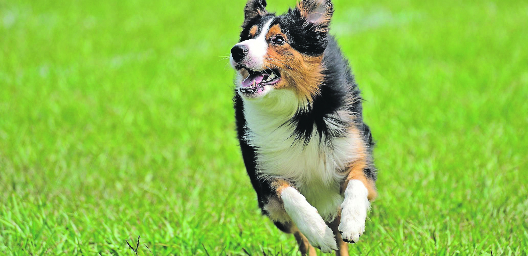 PSI NE PODNOSE OVE STVARI Ljubimac će pokušati govorom tela da pošalje diskretne signale da baš ne uživa