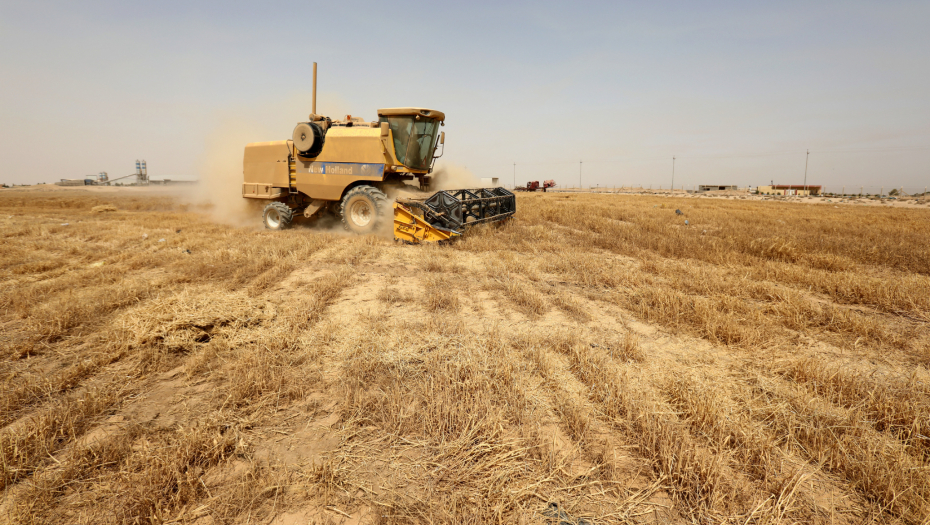 SRBIJA IMA DOVOLJNO HRANE: Imaćemo tri miliona tona pšenice i rekordne stare zalihe